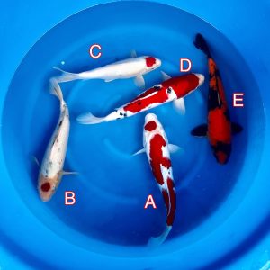 Maruhiro mix 140223 Ref0345