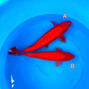 Maruhiro mix 140223 Ref0352