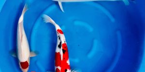 Discontinued products