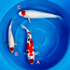 Maruhiro mix 140223 Ref0353