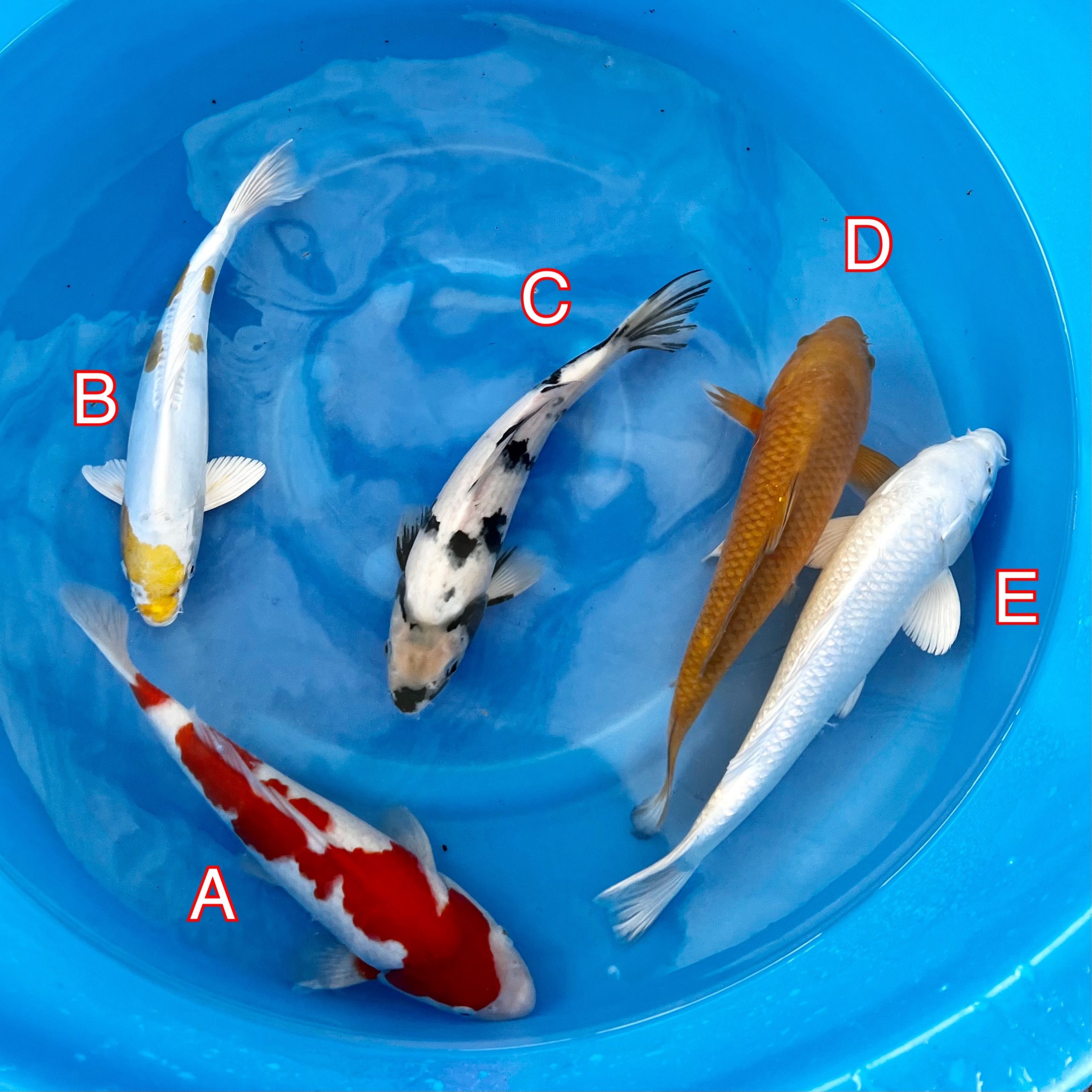 You_Doodle_2023-02-14T10_02_16Z You_Doodle_2023-02-14T10_02_16Z