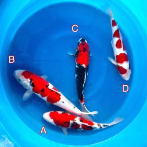 Hosokai mix 150223 Ref0355