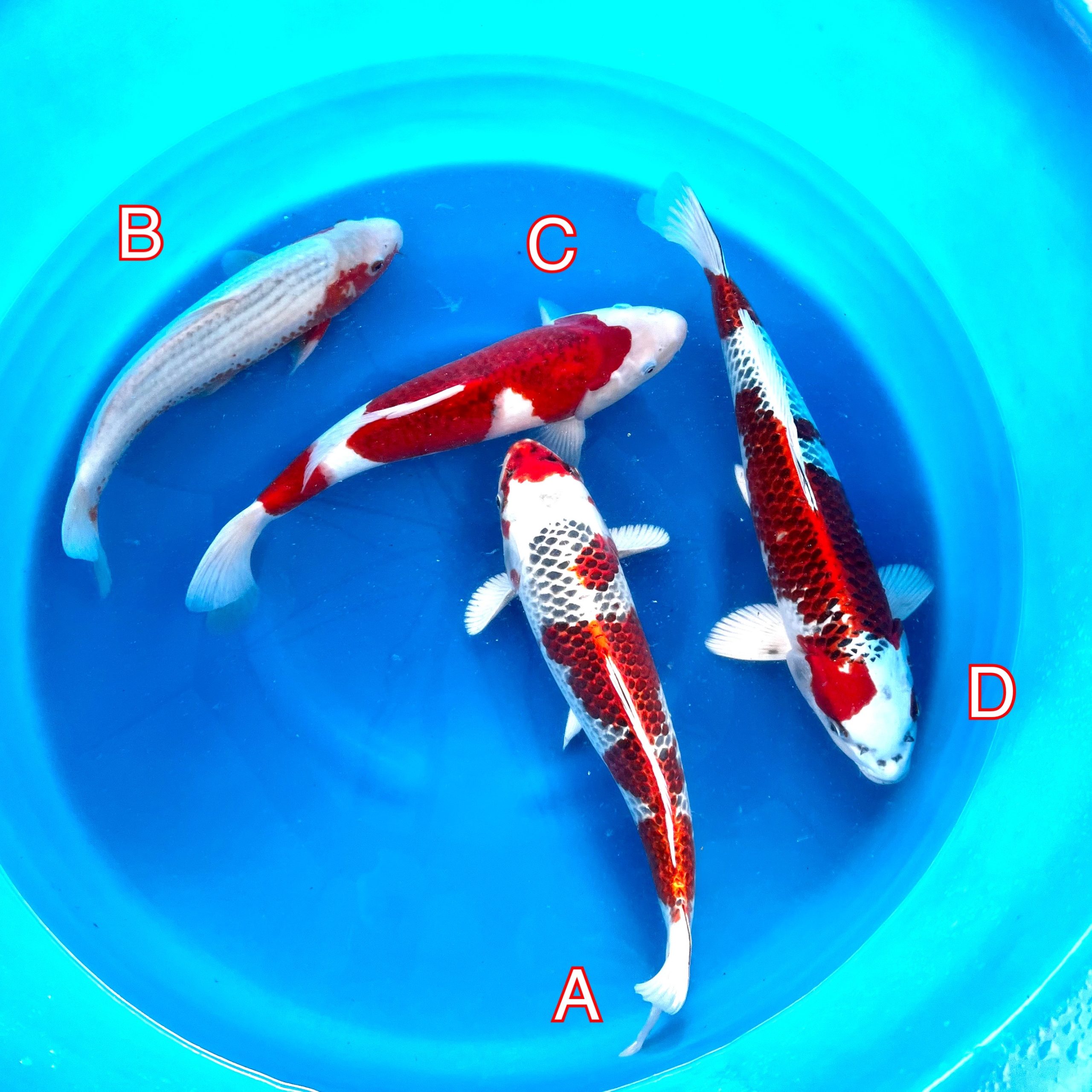 You_Doodle_2023-02-15T08_59_45Z You_Doodle_2023-02-15T08_59_45Z