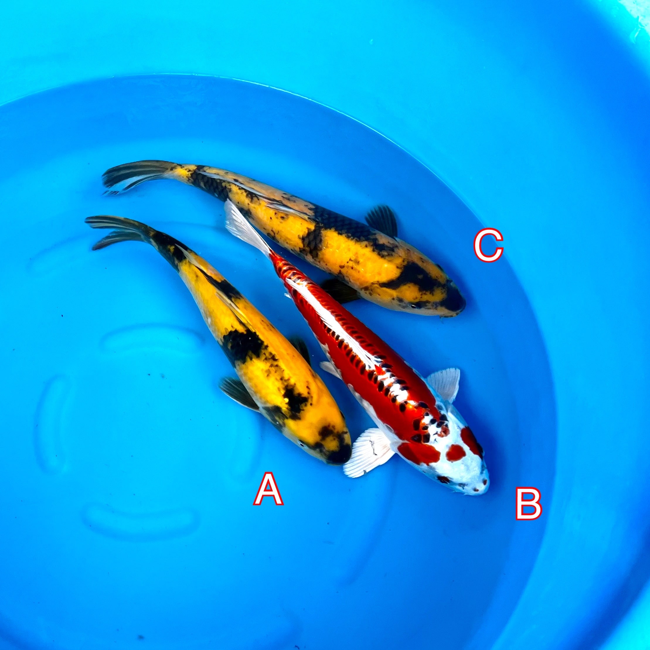 You_Doodle_2023-02-16T07_22_21Z You_Doodle_2023-02-16T07_22_21Z