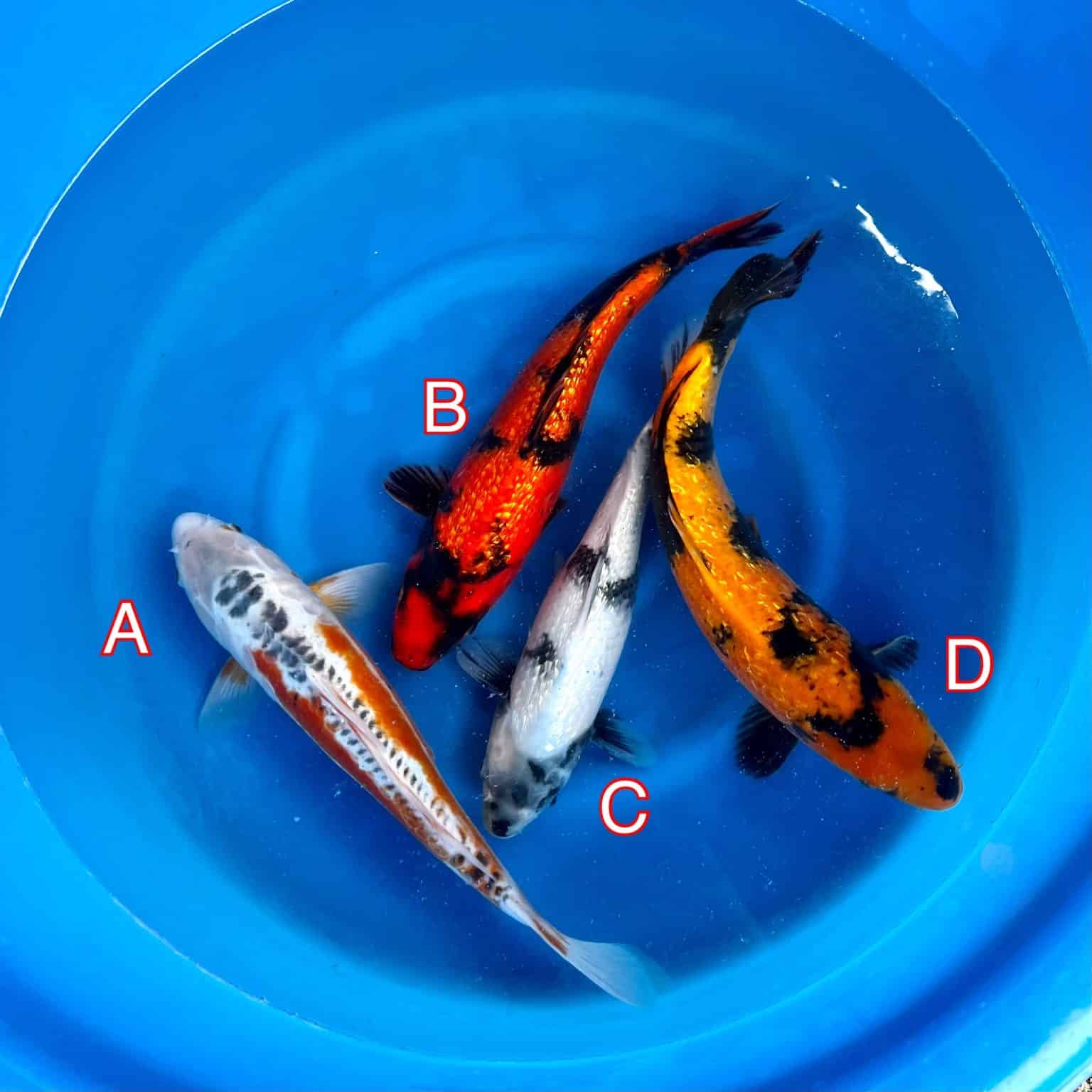 Maruhiro mix 150223 Ref0362 Cotswold Koi Koi carp Kohaku