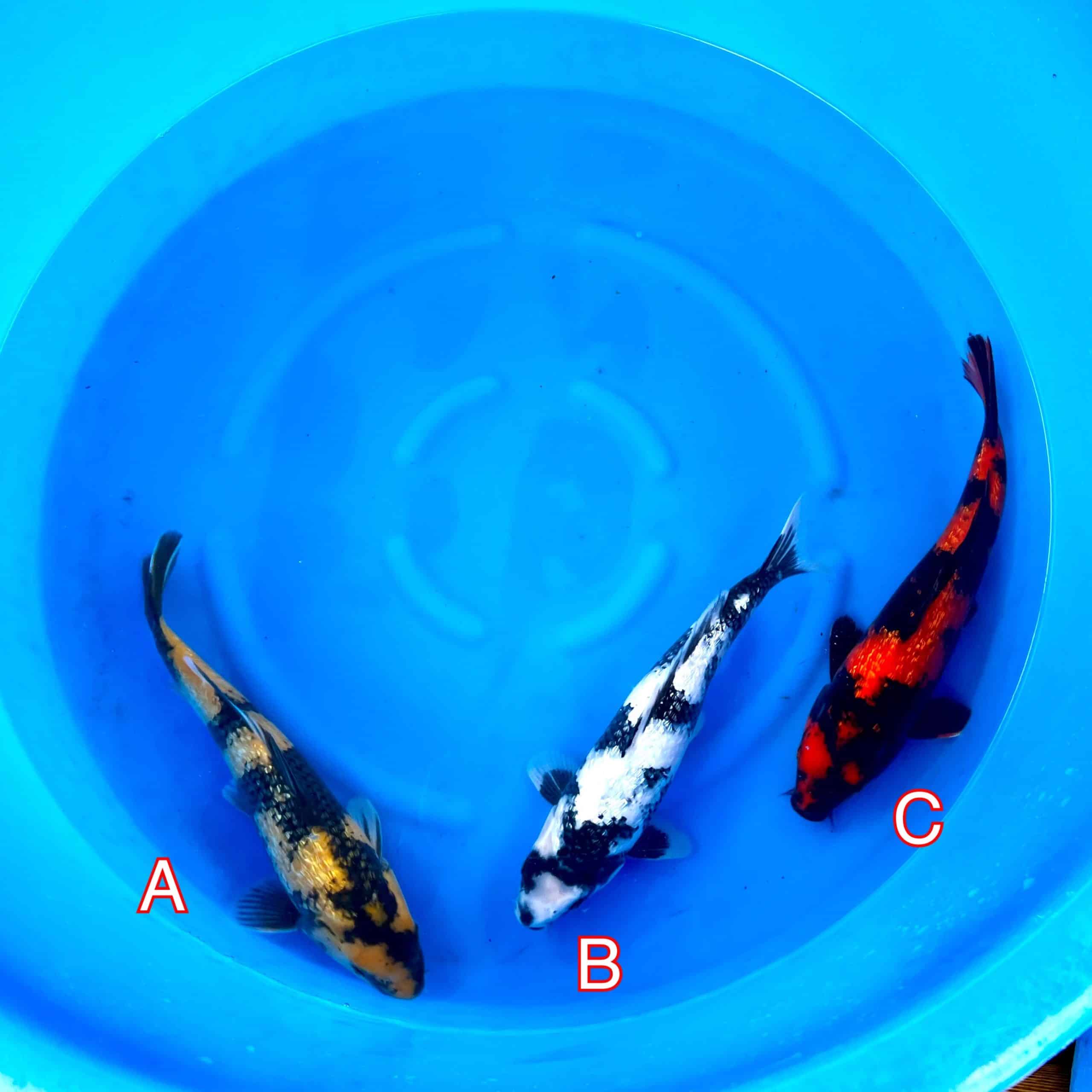 You_Doodle_2023-02-16T08_07_06Z You_Doodle_2023-02-16T08_07_06Z