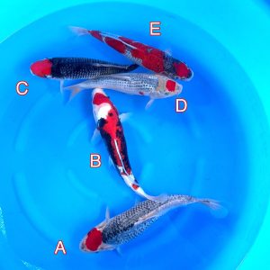 Ikarasho Ozumi mix 130223 Ref0358