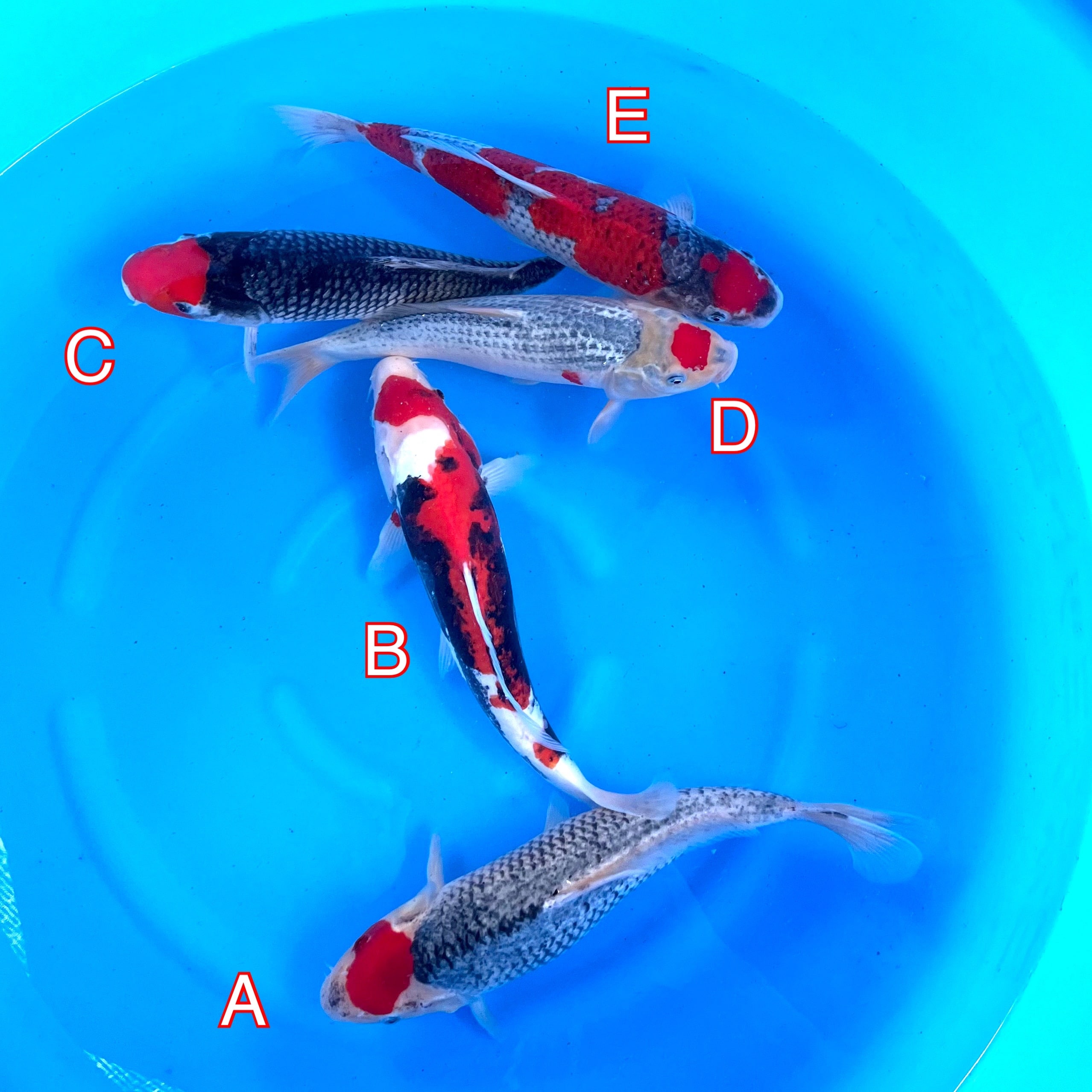 You_Doodle_2023-02-16T08_09_25Z You_Doodle_2023-02-16T08_09_25Z