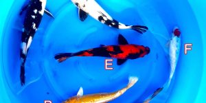 Discontinued products