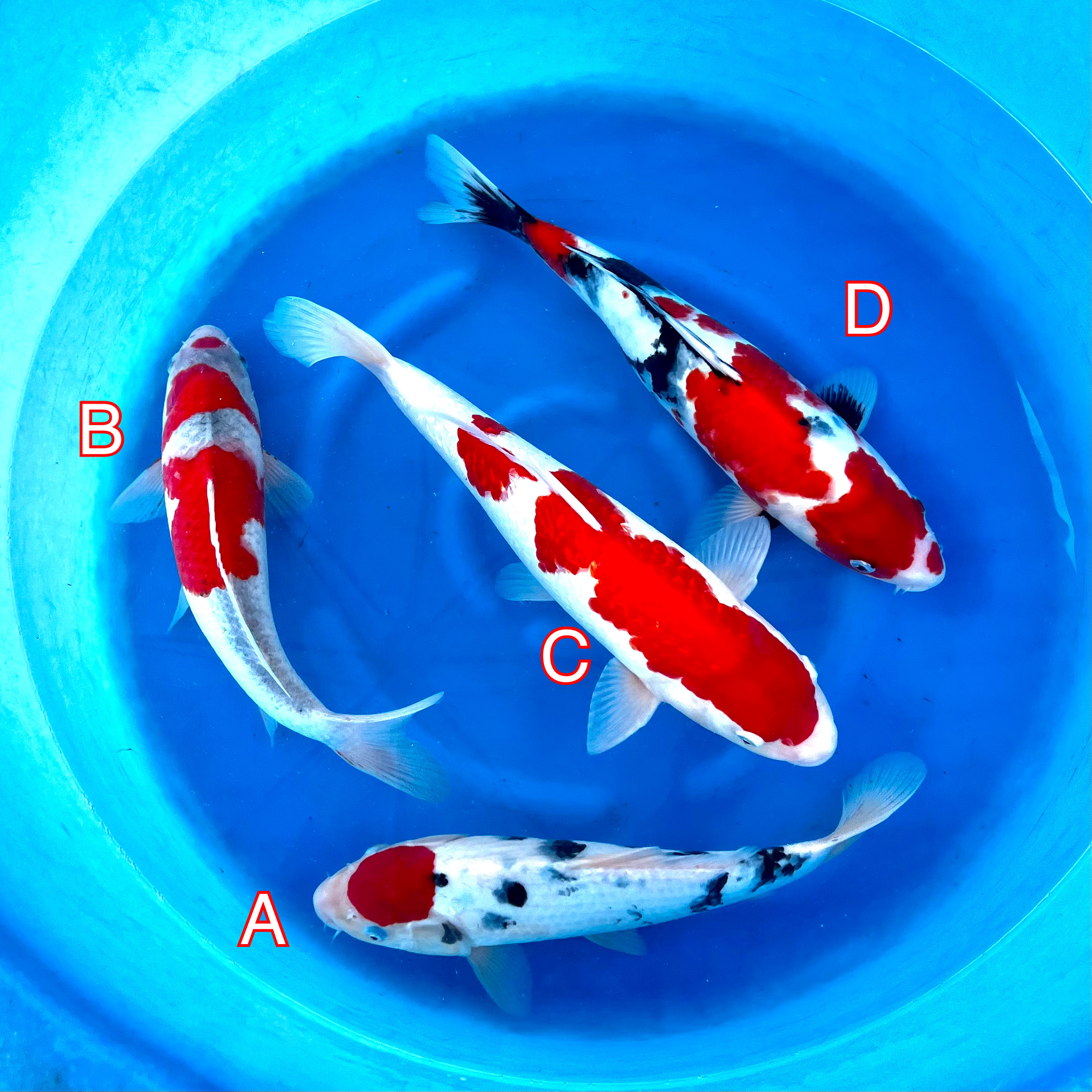 You_Doodle_2023-02-17T15_24_03Z You_Doodle_2023-02-17T15_24_03Z