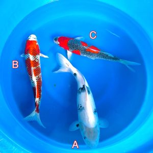 Hosokai mix 170223 Ref0369