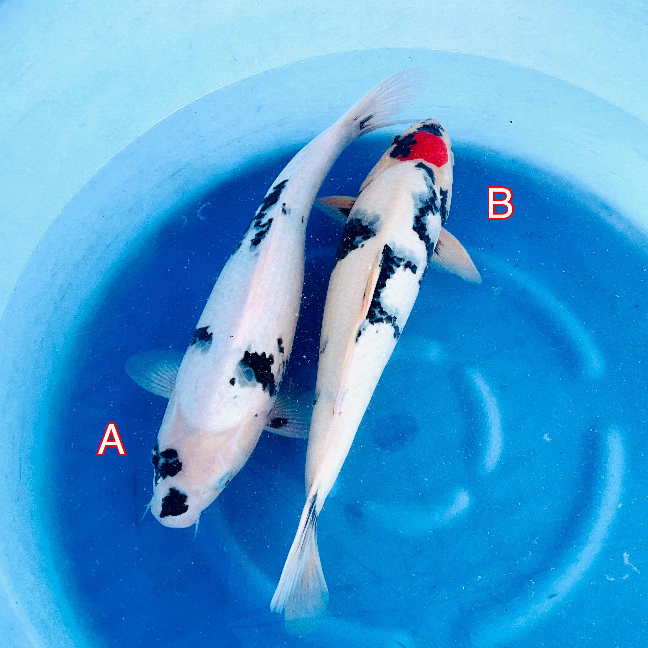 You_Doodle_2023-02-17T15_26_50Z You_Doodle_2023-02-17T15_26_50Z