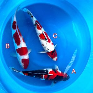 Hosokai mix 170223 Ref0371