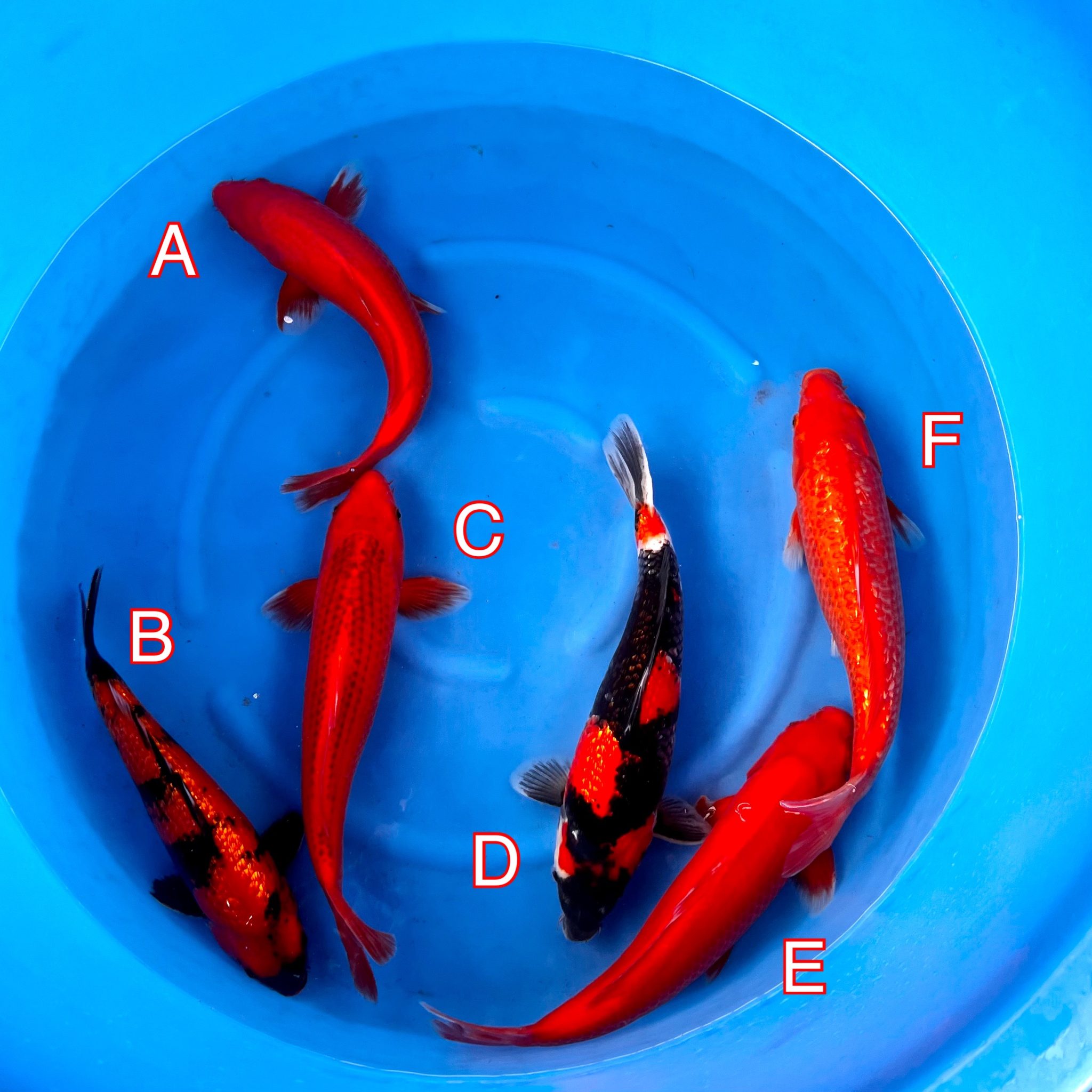 Koi Archives Page 2 of 2 Cotswold Koi