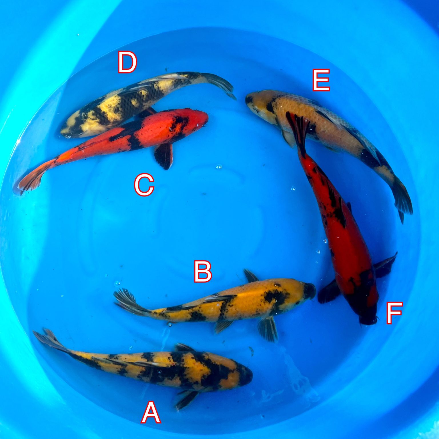Maruhiro mix 170223 Ref0375 Cotswold Koi Koi carp Kohaku