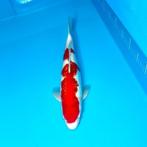 Hosokai Kohaku Ref0370-C