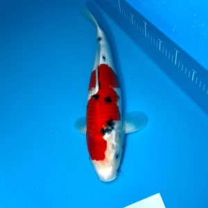 Hosokai Sanke Ref0355 - B