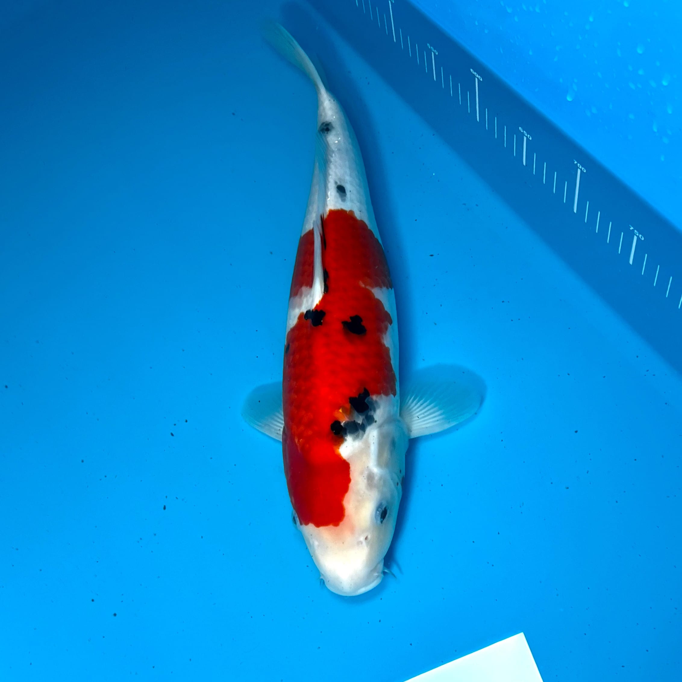 Hosokai Sanke Ref0355 – B Hosokai Sanke Ref0355 - B