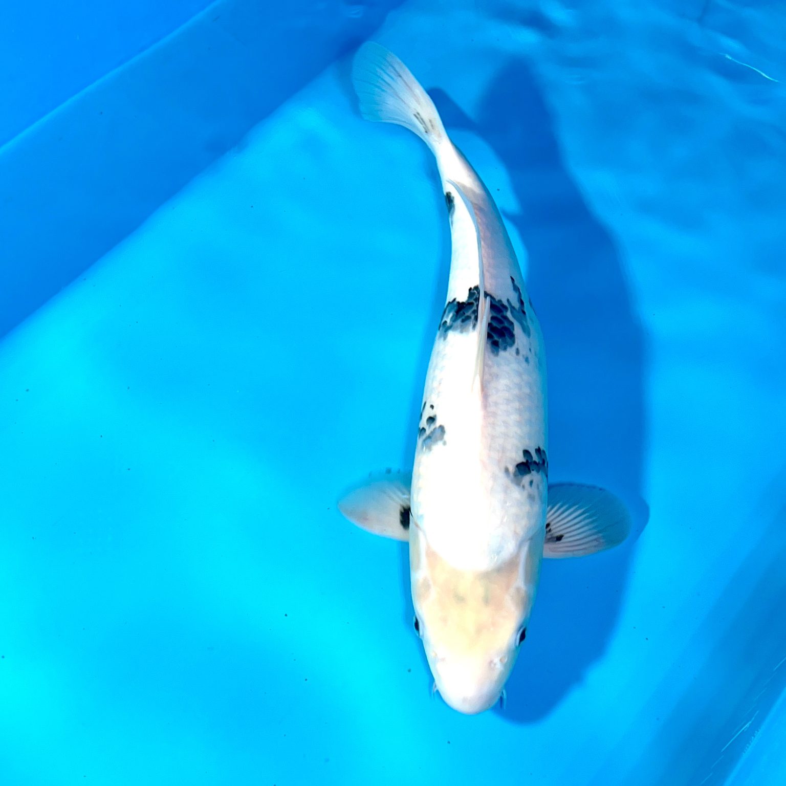 Hosokai Shiro Utsuri Ref0372A Cotswold Koi Koi carp Kohaku