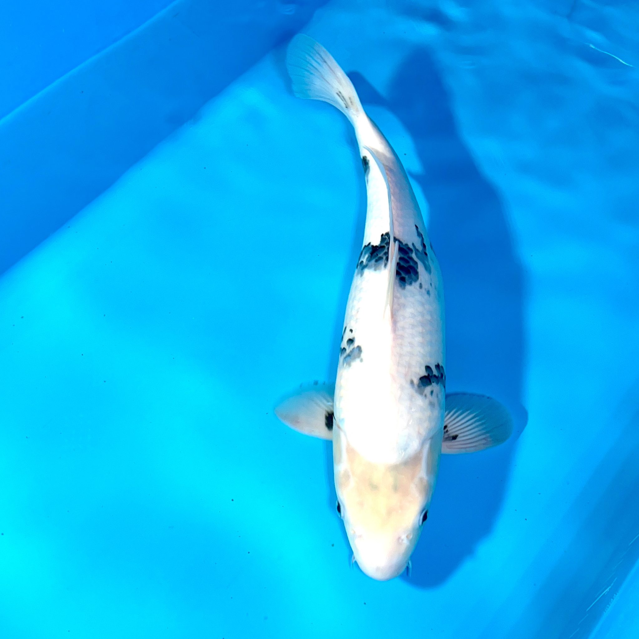 Hosokai Shiro Utsuri Ref0372A Cotswold Koi Koi carp Kohaku