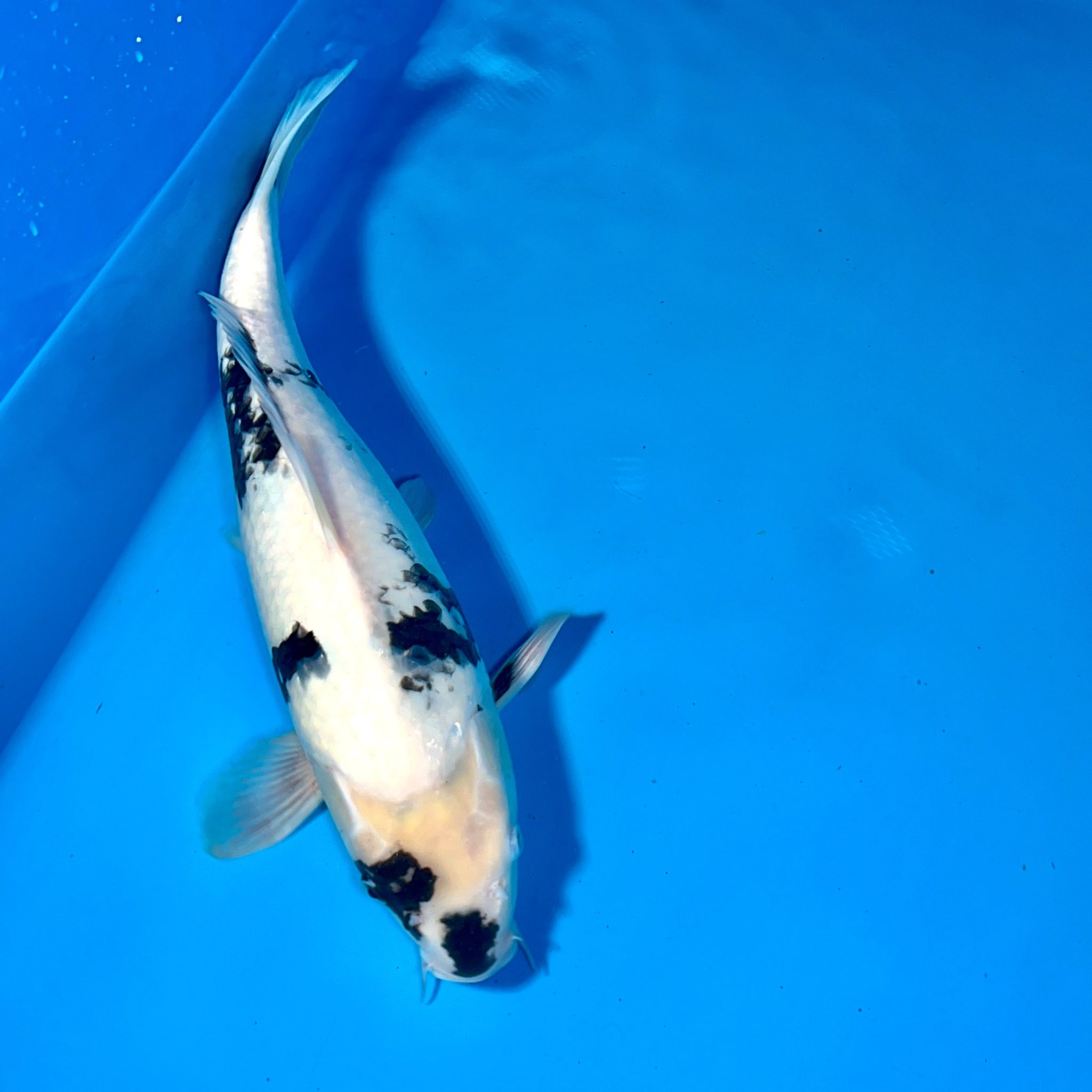 Hosokai Shiro Utsuri Ref0369A Cotswold Koi Koi carp Kohaku