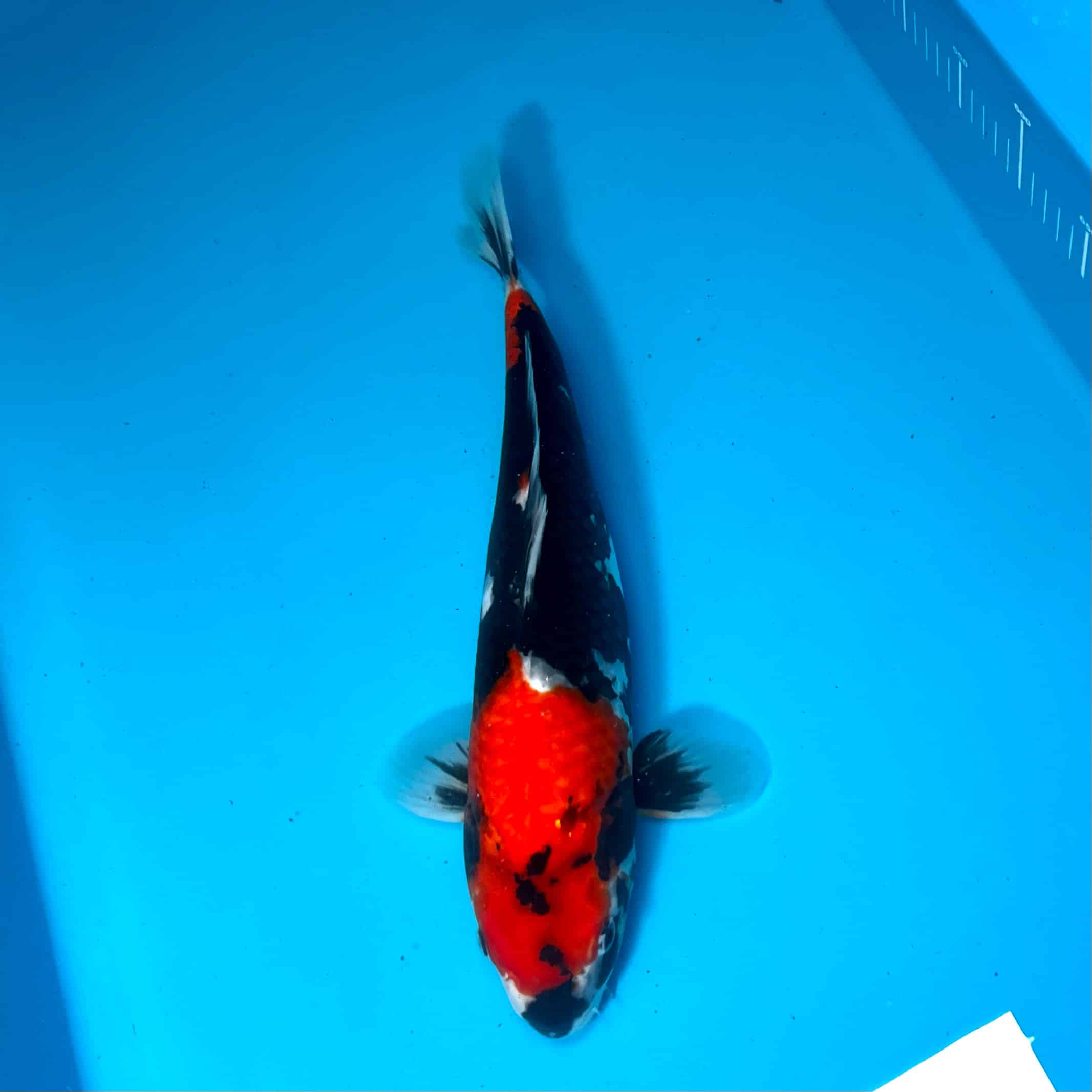 Hosokai Showa Ref0355 – C Hosokai Showa Ref0355 - C