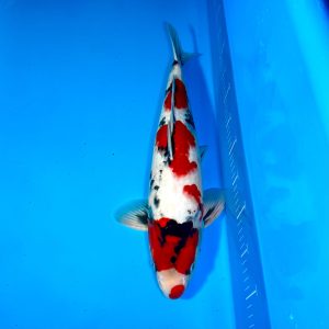 Hosokai Showa Ref0371-C