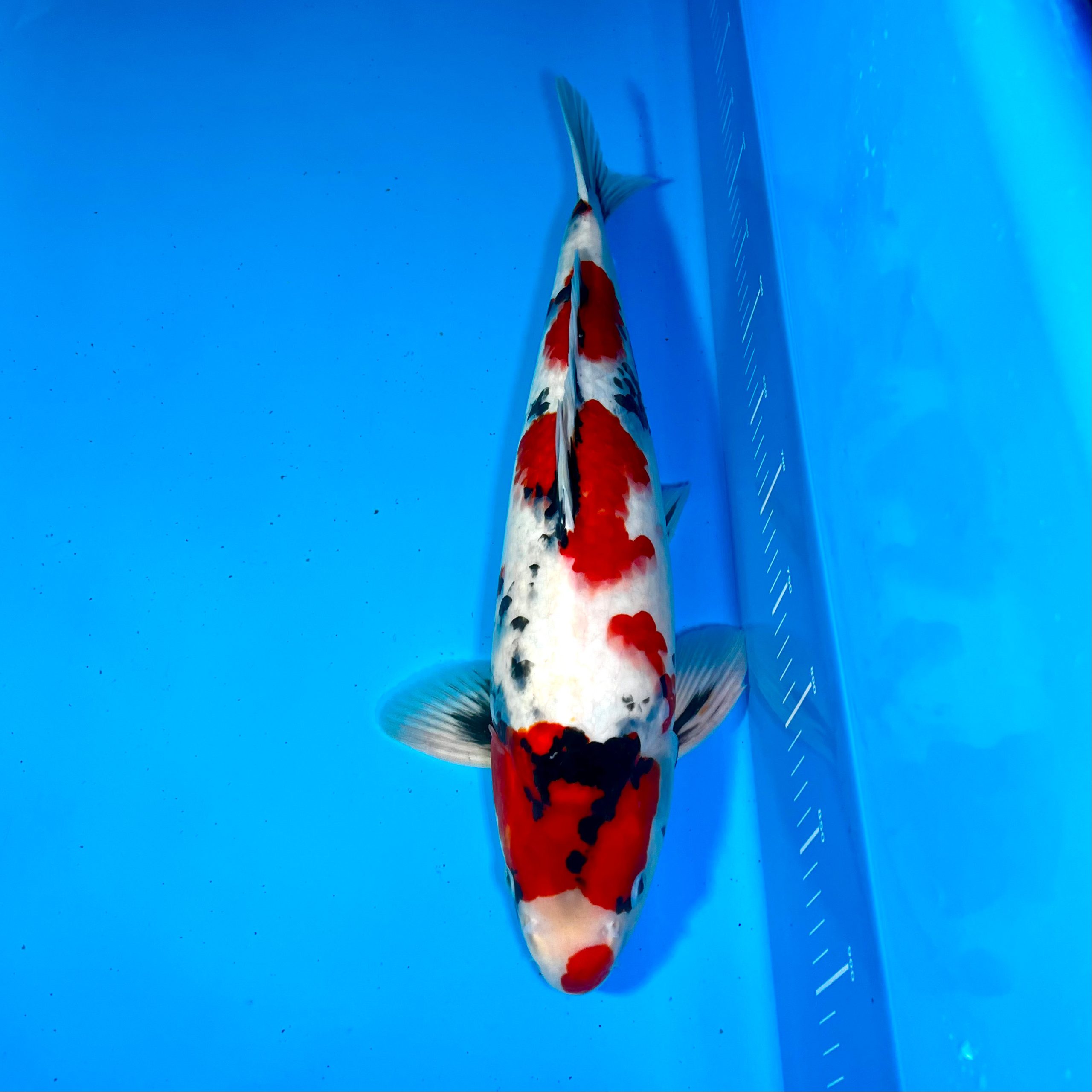 Hosokai Showa Ref0371-C Hosokai Showa Ref0371-C