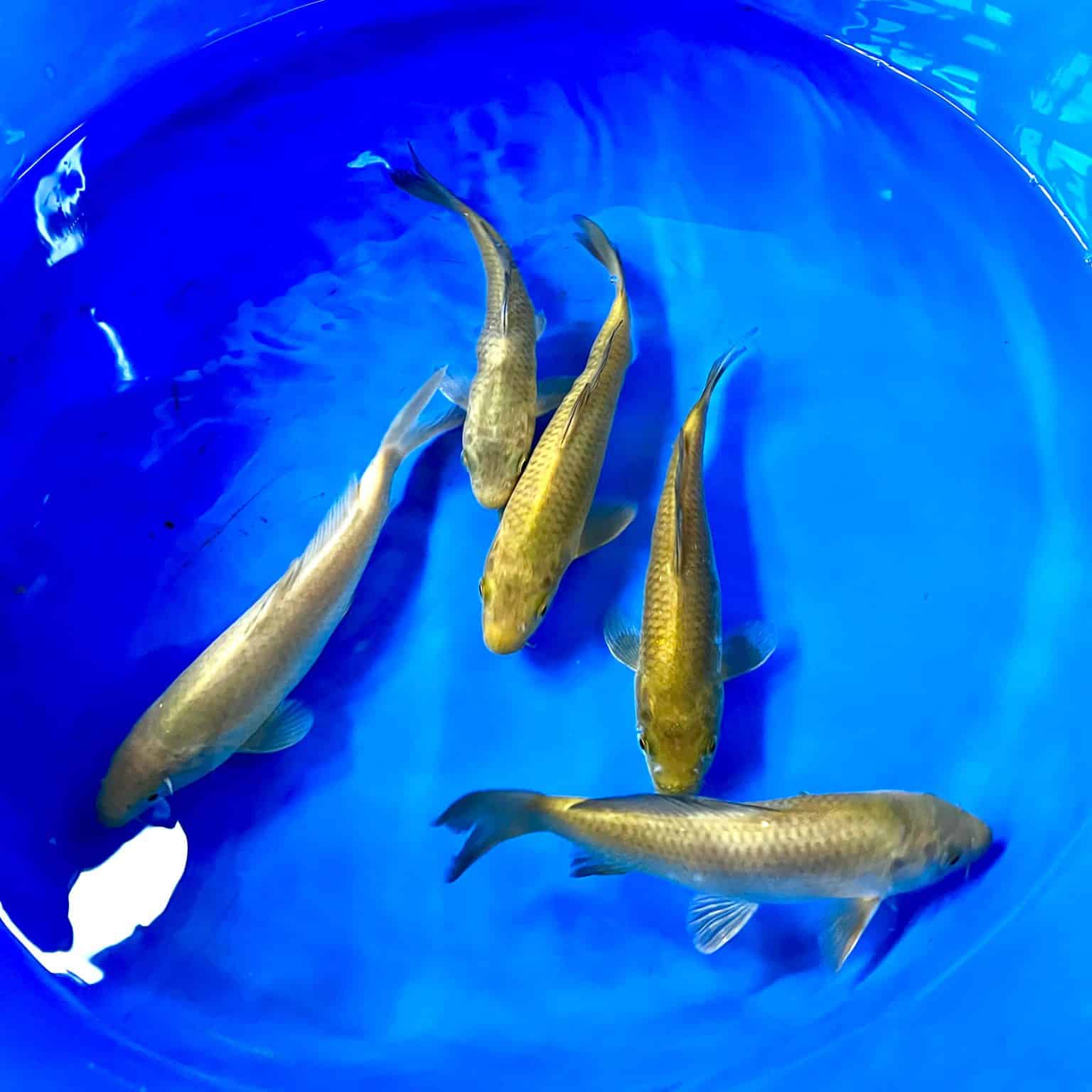 Maruhiro Tosai Gin rin Chagoi Ref0378 Cotswold Koi Koi carp Kohaku