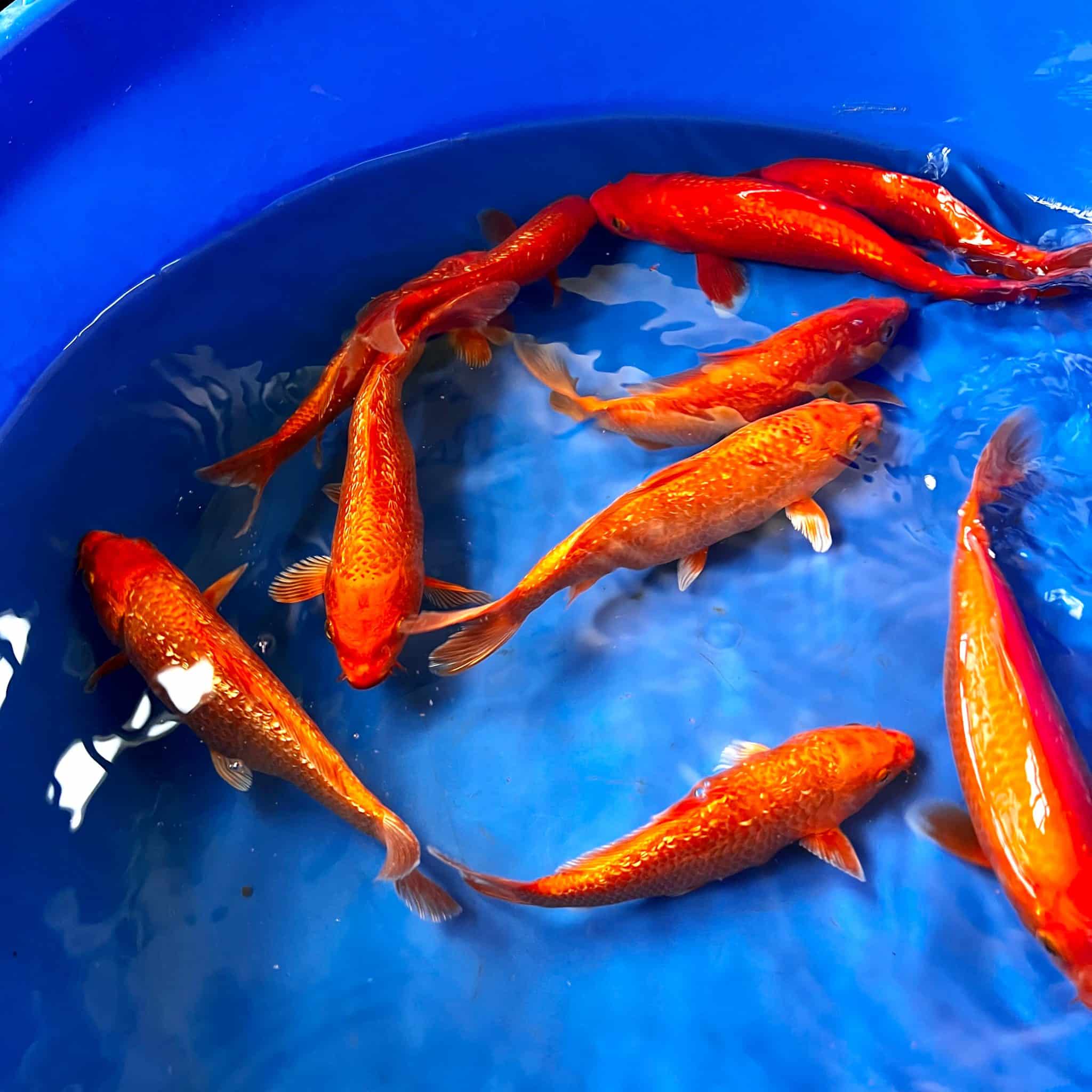 Maruhiro Tosai Gin Rin Benigoi Ref0379 Cotswold Koi Koi carp Kohaku