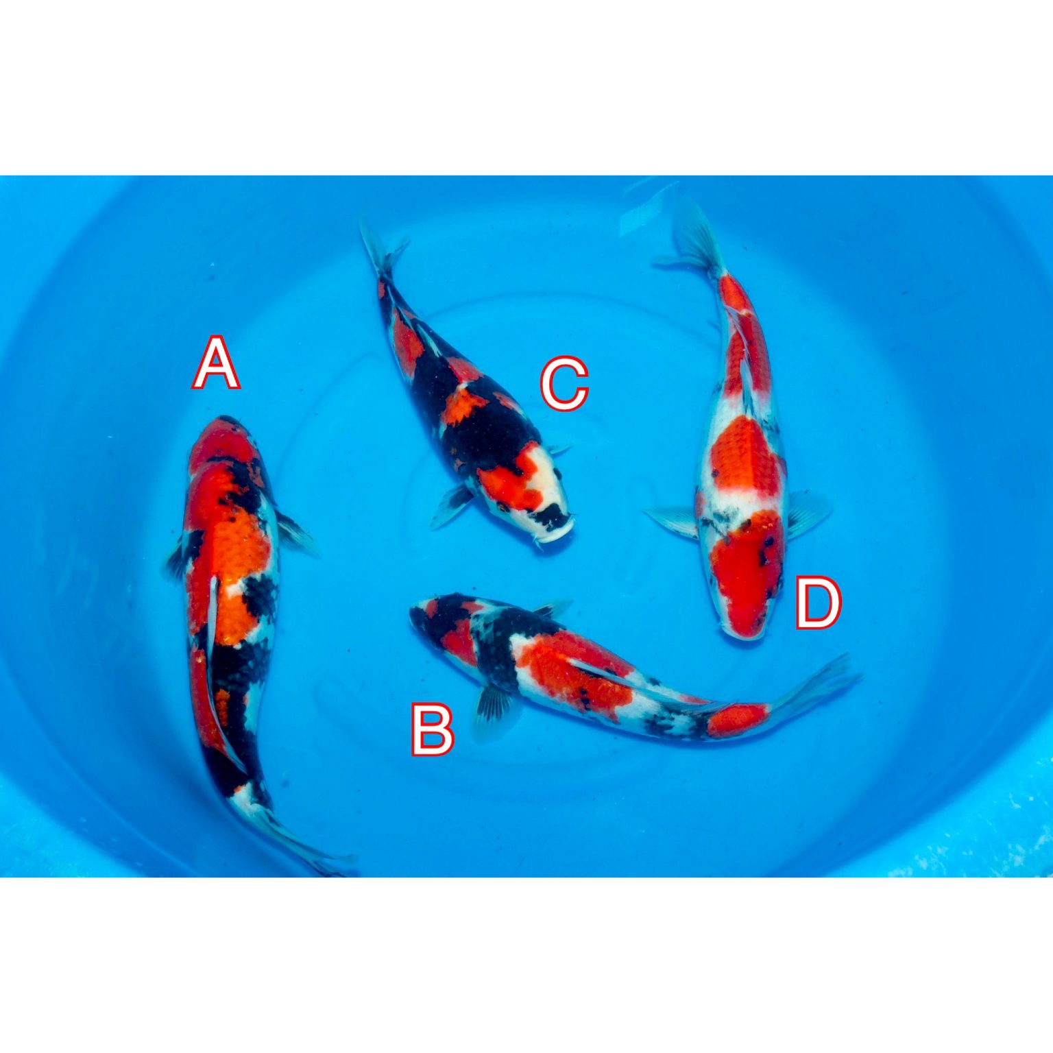 Maruhiro mix 060523 Ref0384 Cotswold Koi Koi carp Kohaku