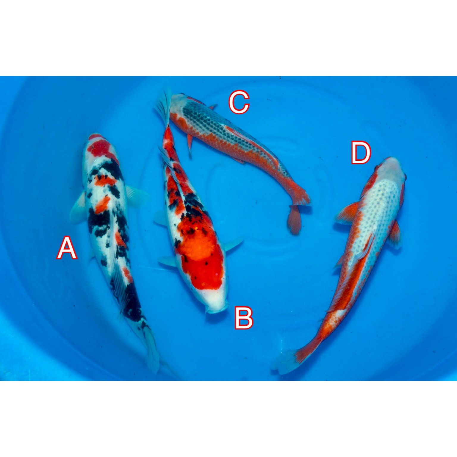 Maruhiro mix 060523 Ref0385 Cotswold Koi Koi carp Kohaku