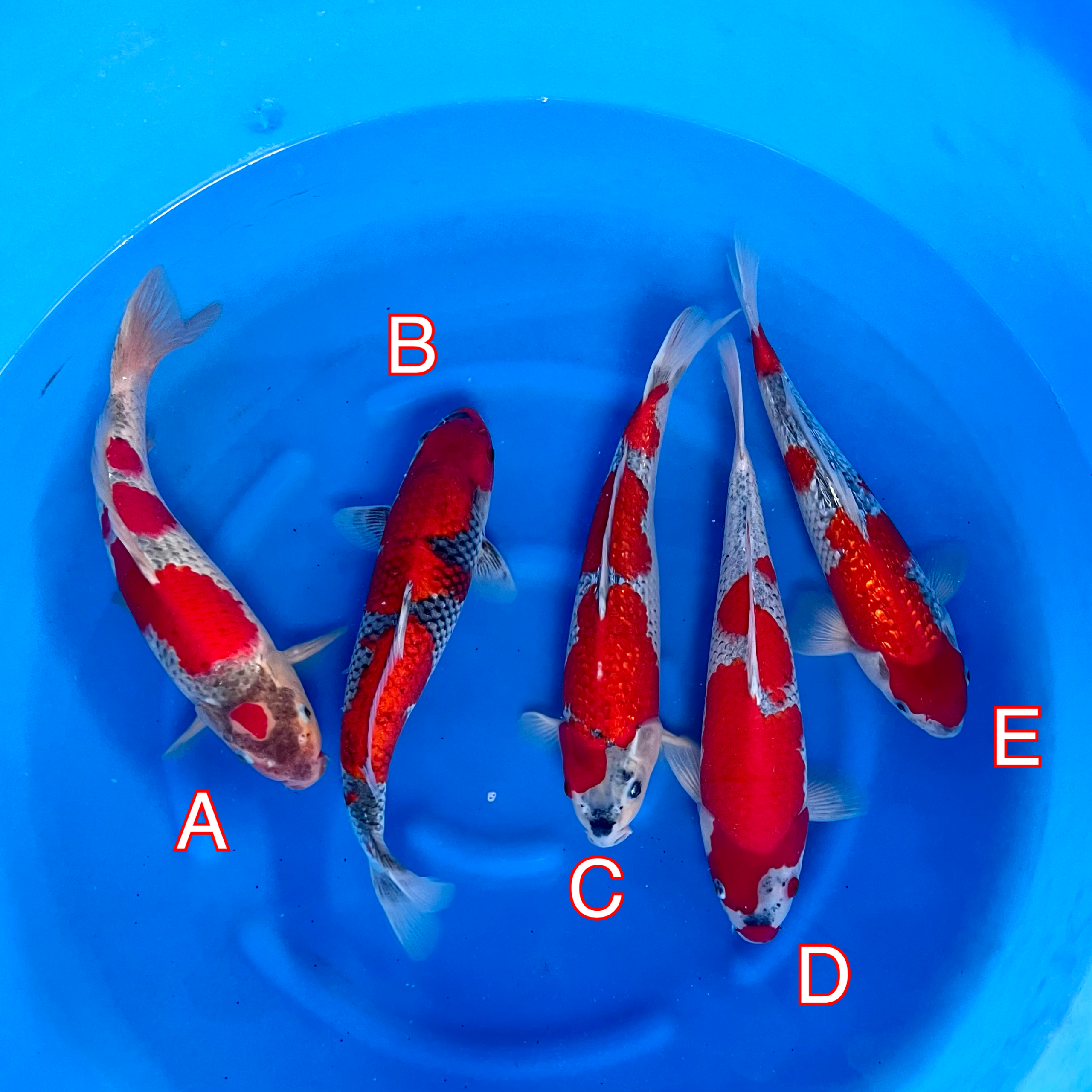 Ikarasho Ozumi mix Ikarasho Ozumi mix