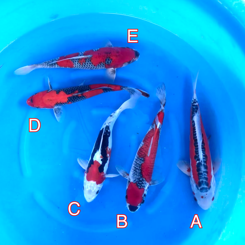 Ikarasho Ozumi mix 260224 Ref0413 Cotswold Koi Koi carp Kohaku
