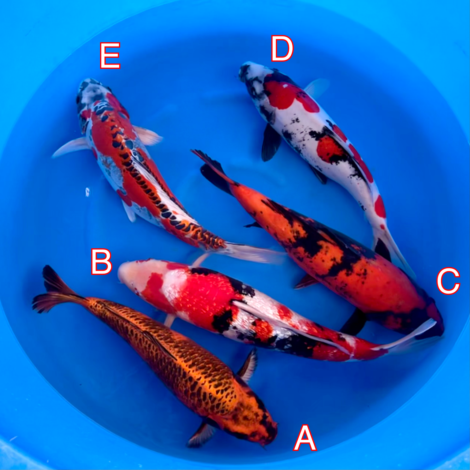 Miyatora mix 260224 Ref0417 Cotswold Koi Koi carp