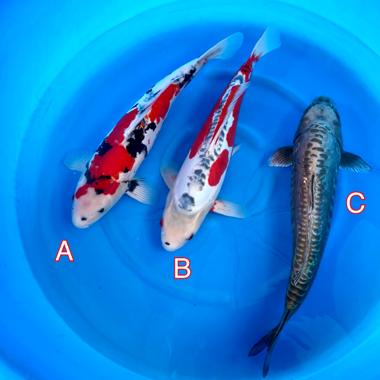 Miyatora mix 260224 Ref0418 Cotswold Koi Koi carp