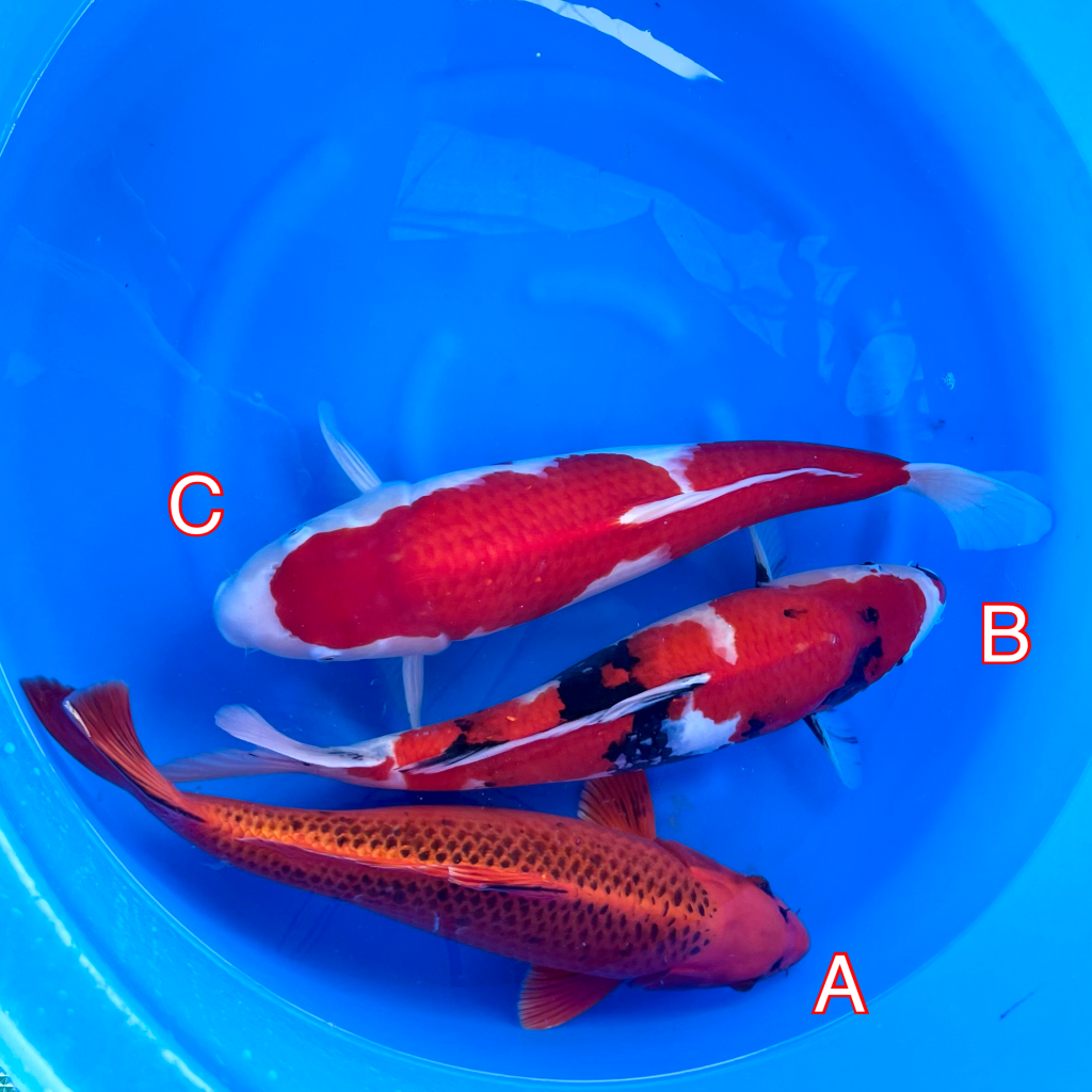 Miyatora mix 260224 Ref0419 Cotswold Koi Koi carp