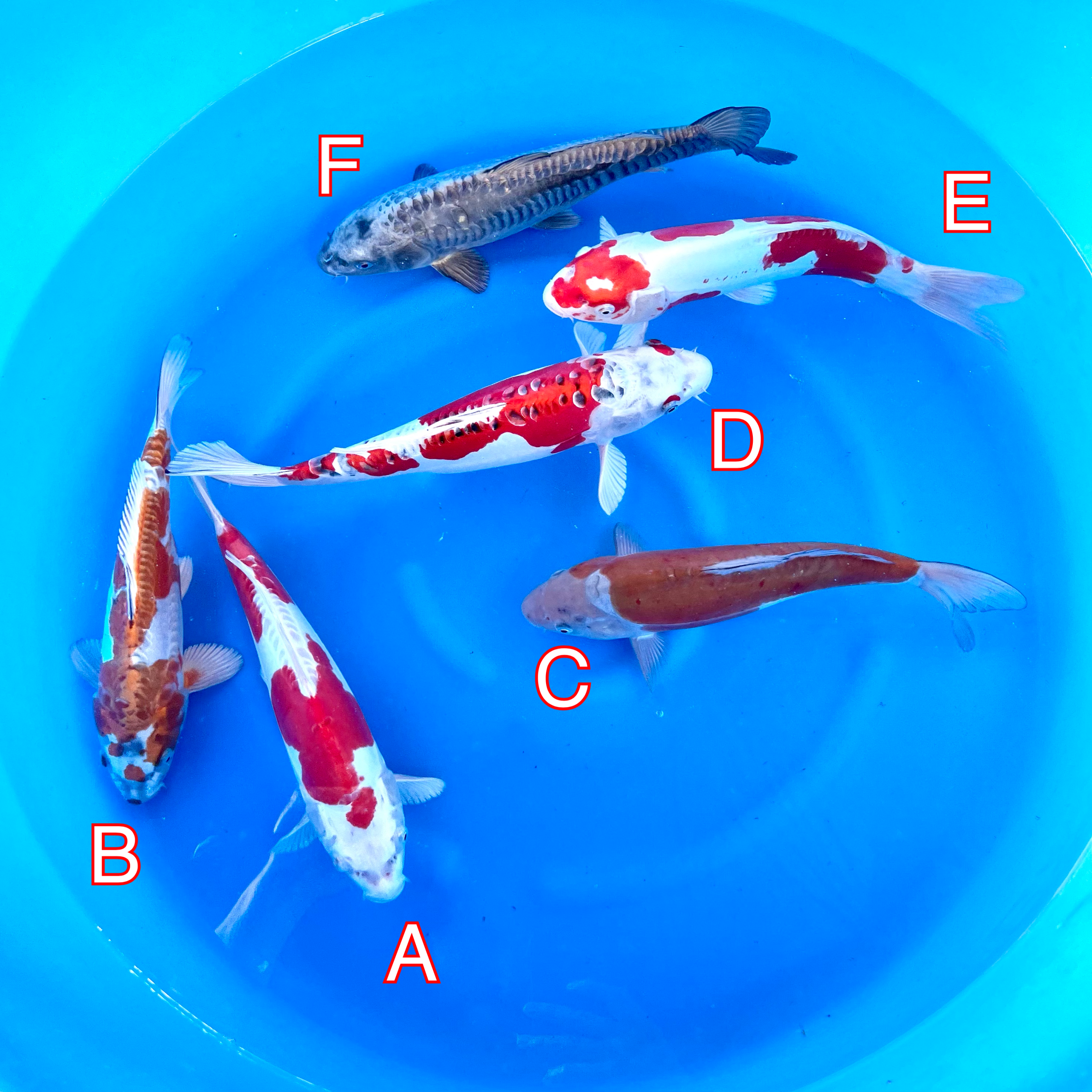 You_Doodle_2024-02-26T07_55_03Z