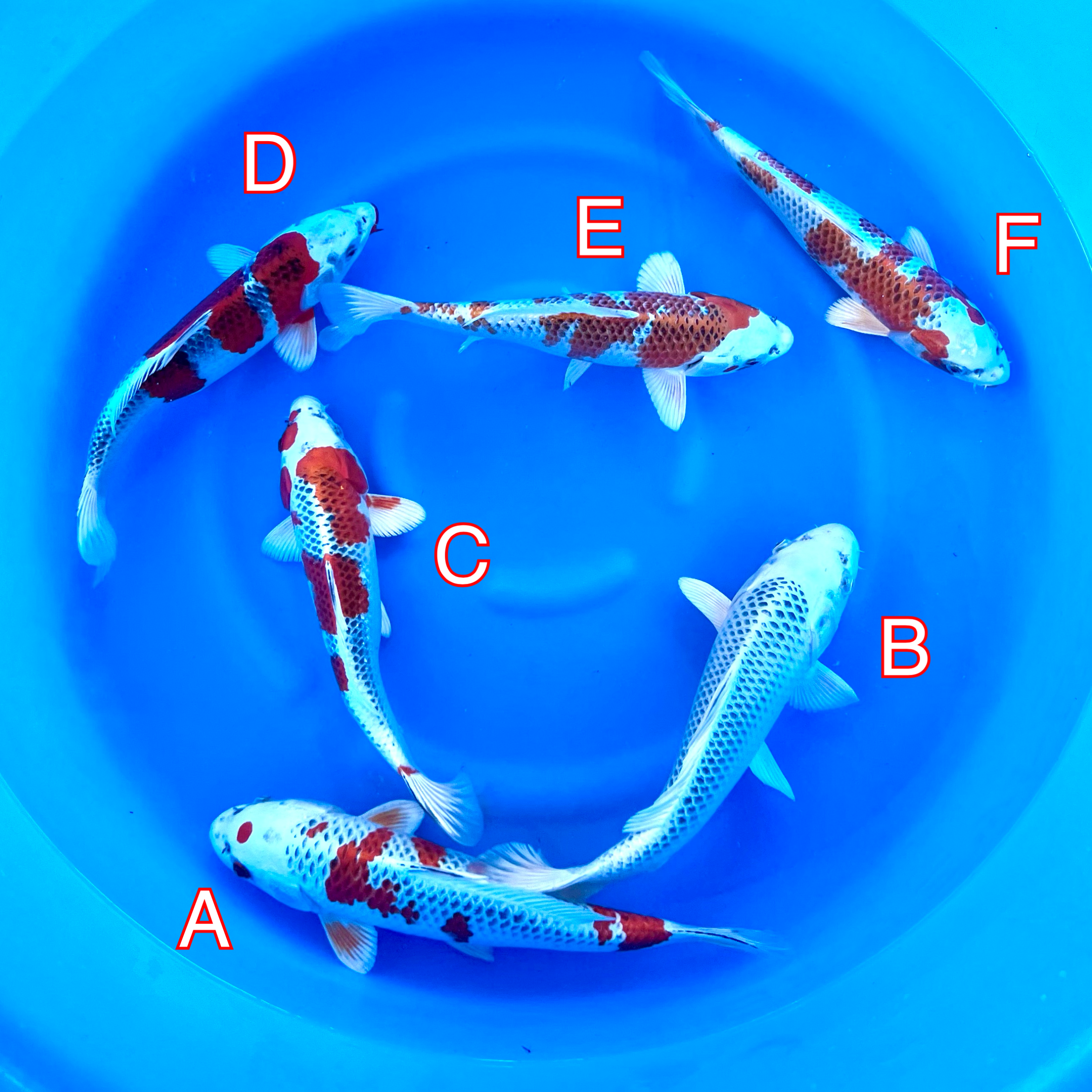 You_Doodle_2024-02-26T07_58_27Z You_Doodle_2024-02-26T07_58_27Z