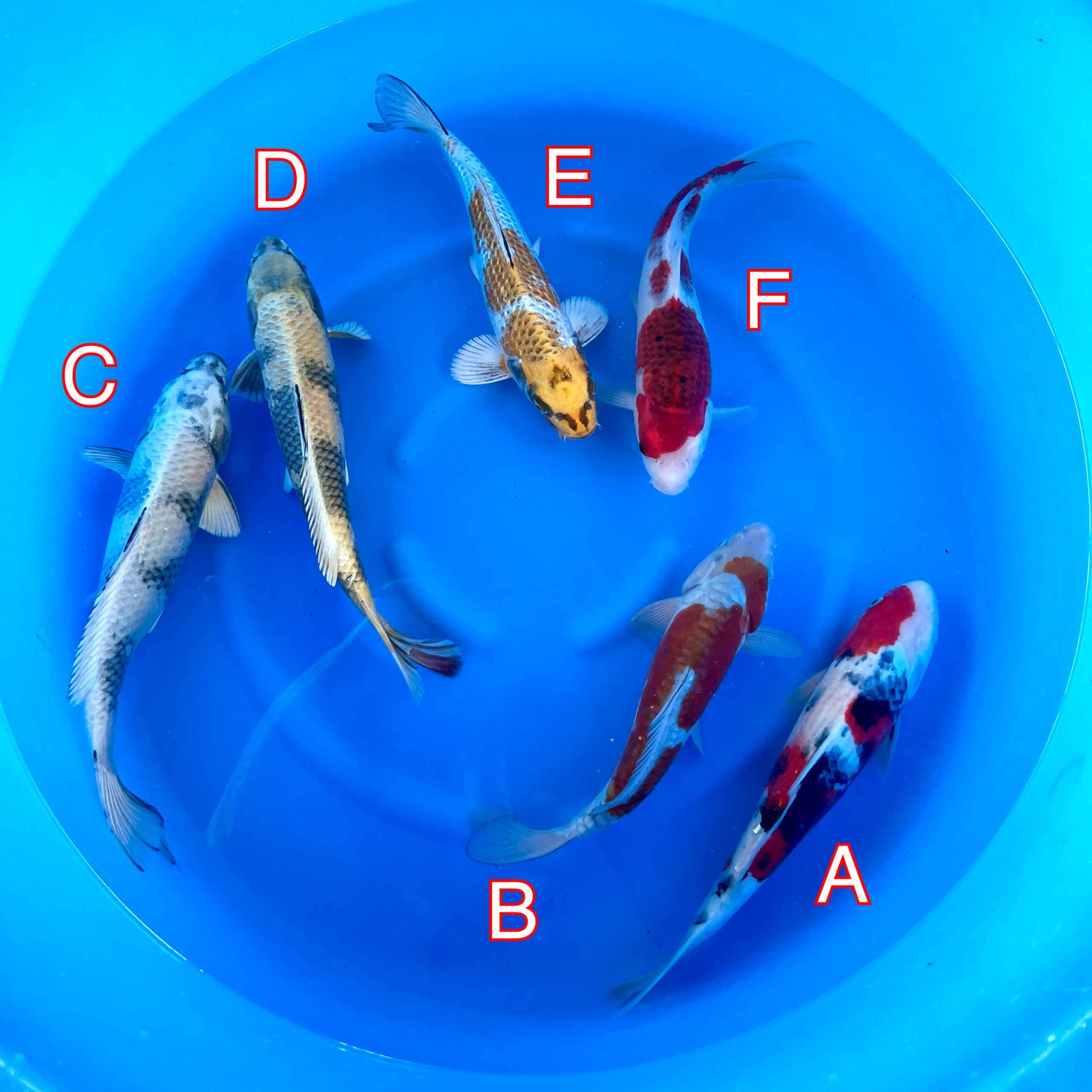 You_Doodle_2024-02-26T08_01_08Z