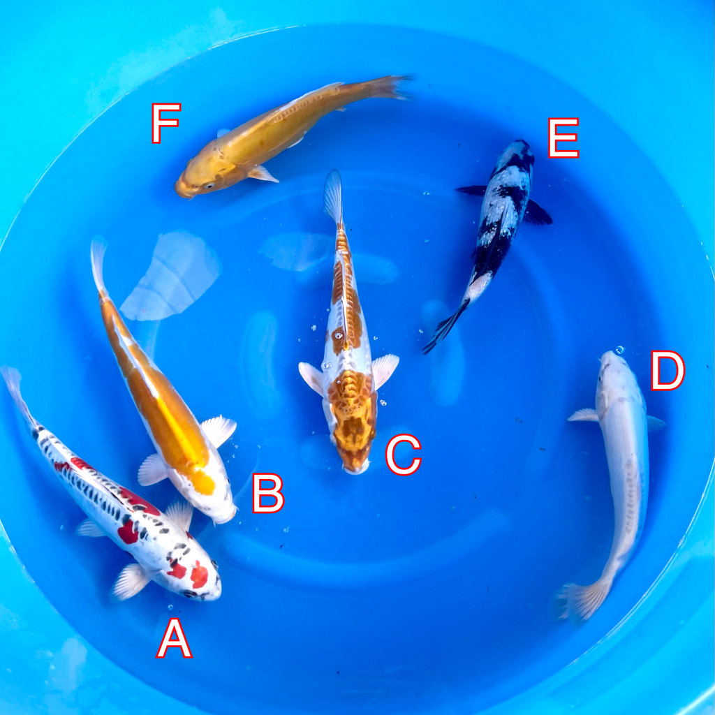 Yamasan mix 260224 Ref0423 Cotswold Koi Koi carp