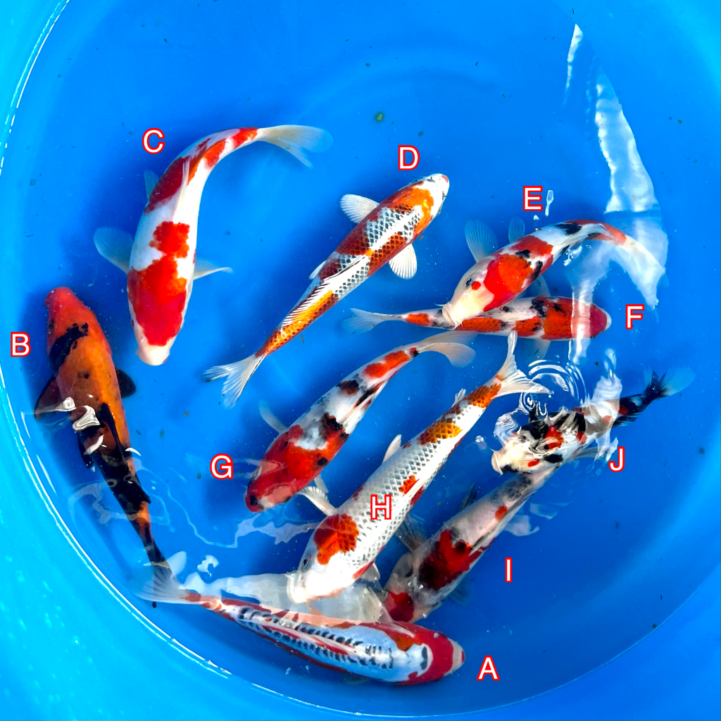Hosokai Tosai mix 270224 Ref0432 Cotswold Koi Koi carp