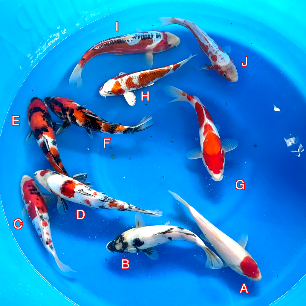 Hosokai Tosai mix 270224 Ref0433 Cotswold Koi Koi carp