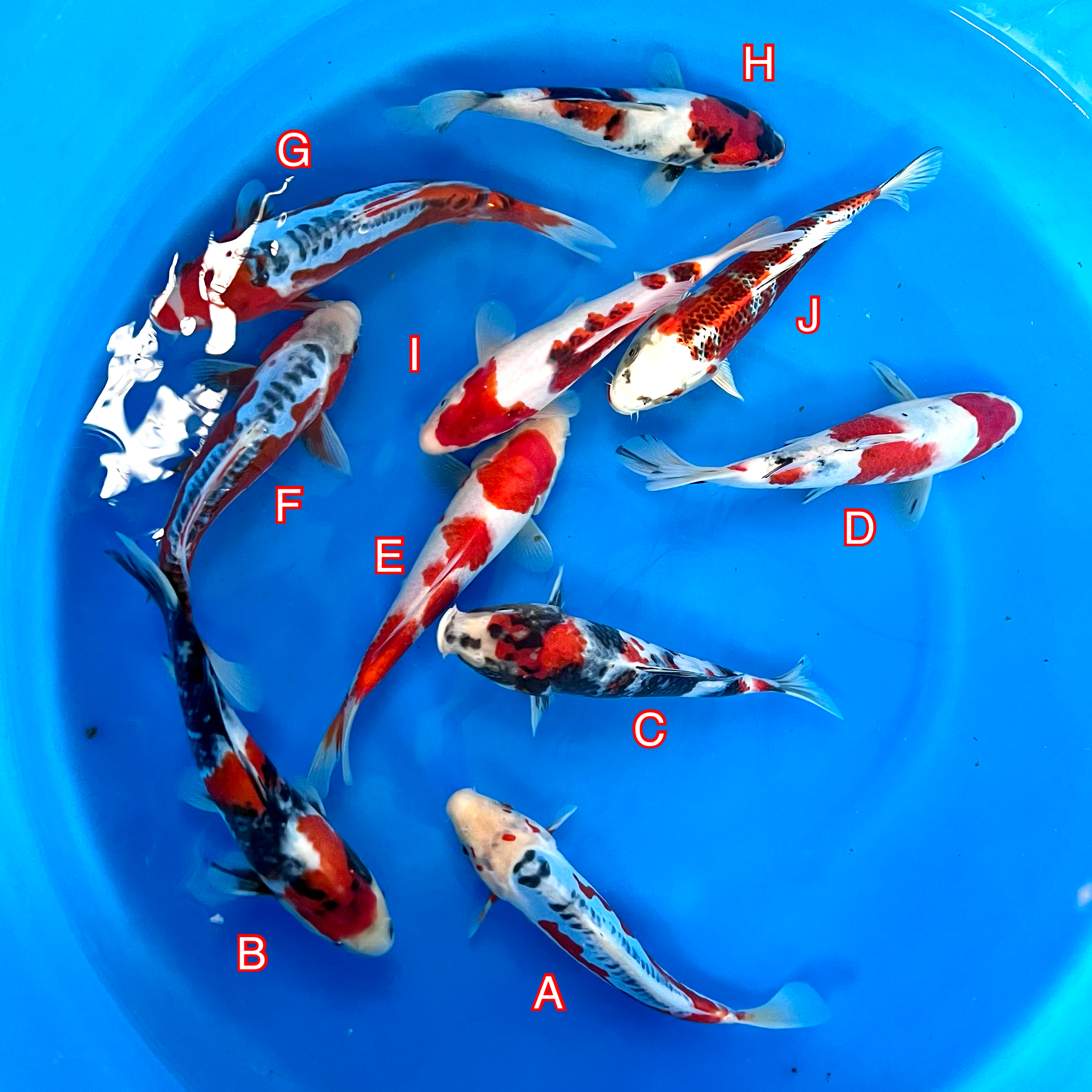 You_Doodle_2024-02-27T08_58_05Z