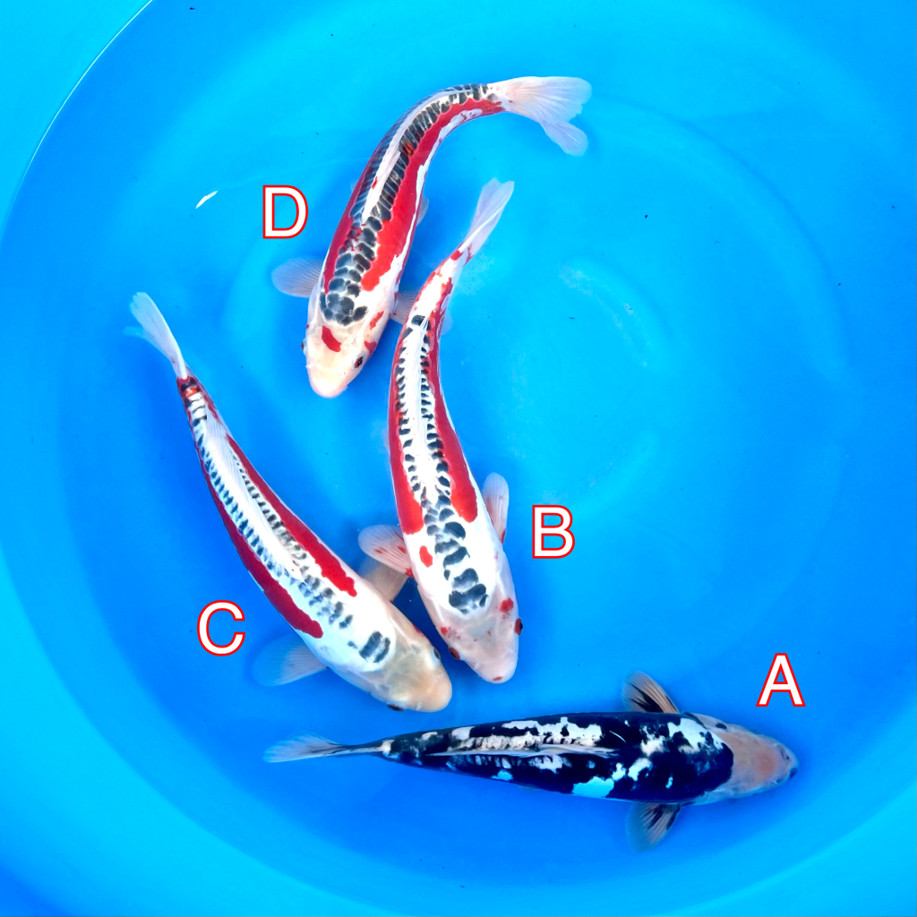 Maruhiro mix 280224 Ref0443 Cotswold Koi Koi carp