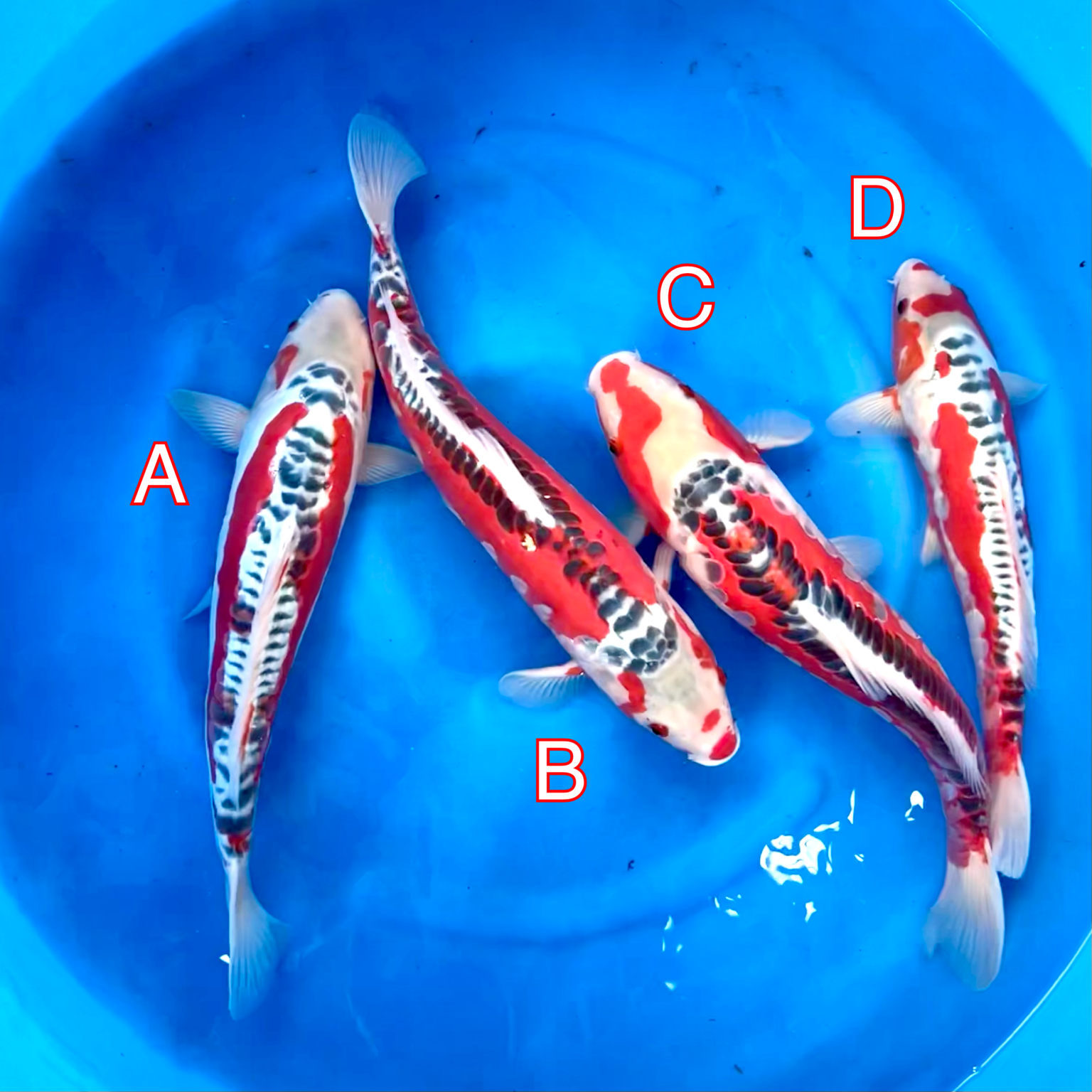 Maruhiro mix 280224 Ref0442 Cotswold Koi Koi carp