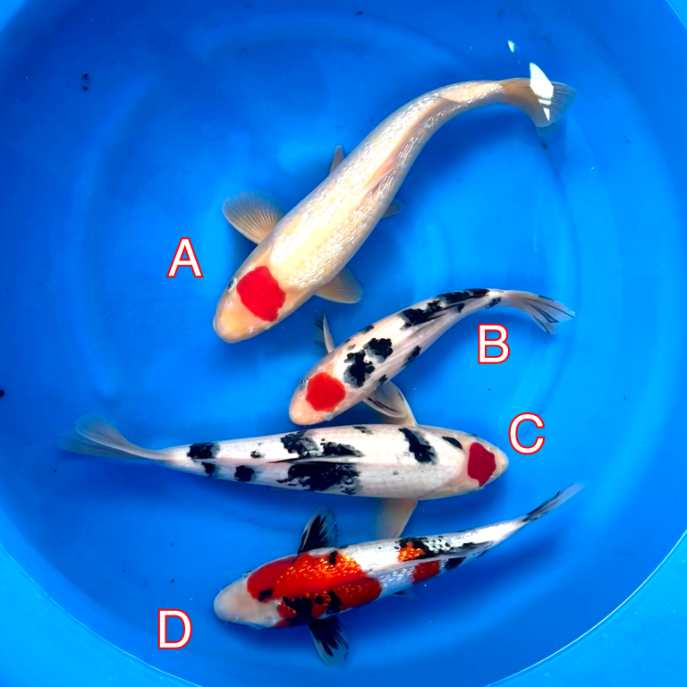 Maruhiro mix 280224 Ref0440 Cotswold Koi Koi carp