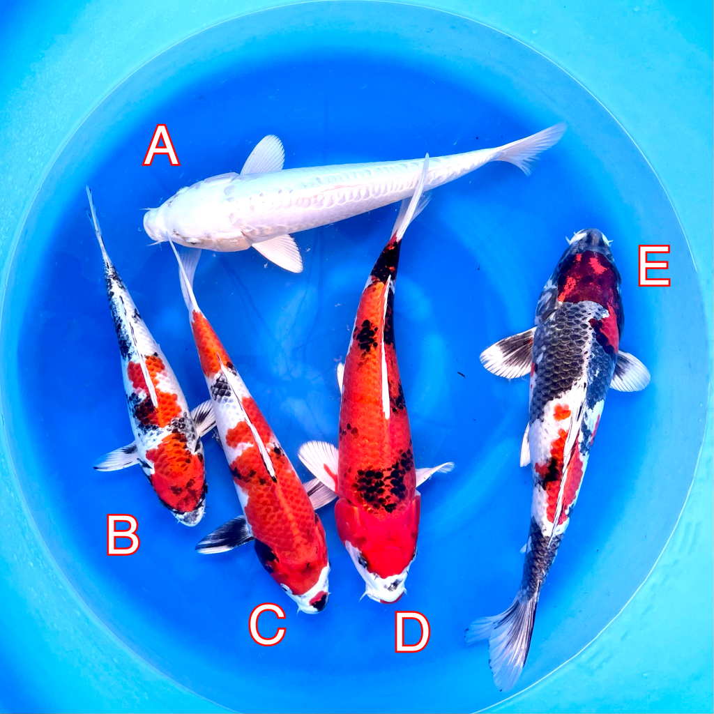 Tanaka mix 280224 Ref0439 Cotswold Koi Koi carp