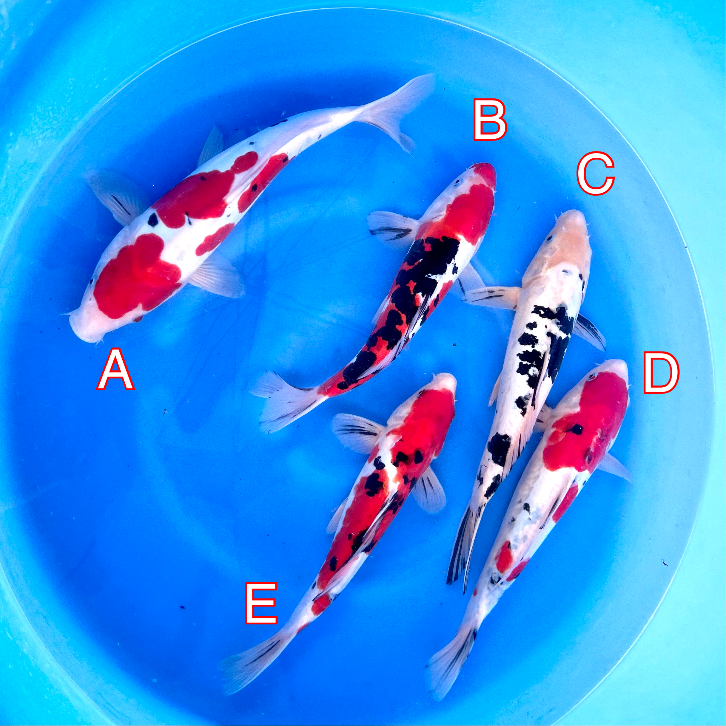 You_Doodle_2024-02-28T07_26_05Z