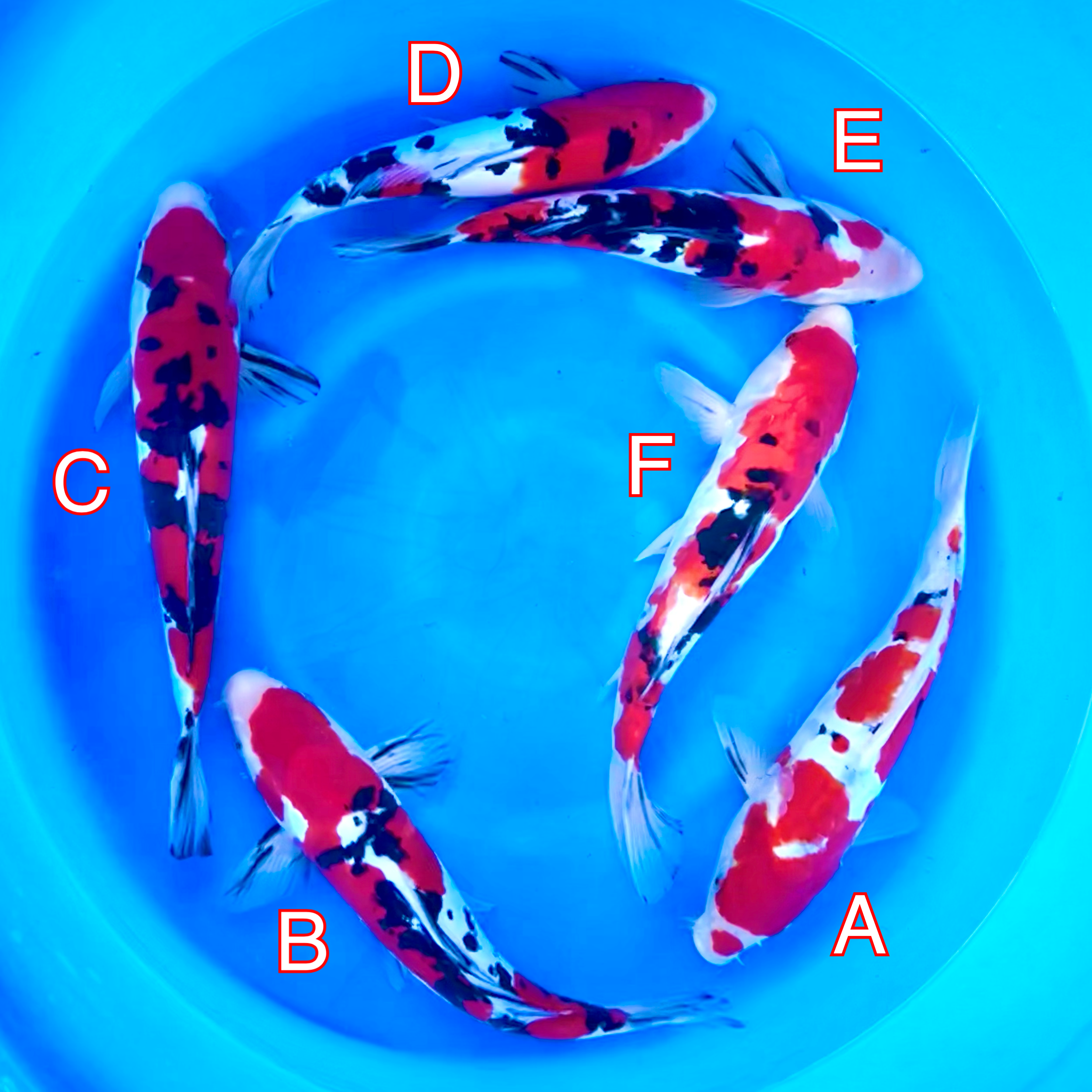 You_Doodle_2024-02-28T07_33_16Z